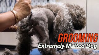 Grooming an EXTREMELY matted dog [upl. by Luane]