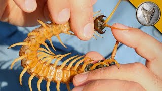 Centipede Bite Worse Than ALL Stings [upl. by Gen]