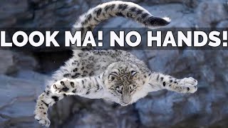 Snow Leopard Information  Habitat Behavior Facts And Conservation [upl. by Wilkinson]