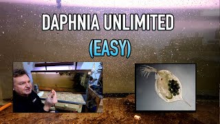 How I Raise Daphnia Water Fleas And You Can Too [upl. by Becket]