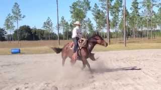 Vaquero Bridle Horse [upl. by Farant]