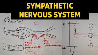 ANS  1  Sympathetic Nervous System [upl. by Yliram]