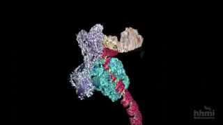 DNA Transcription Advanced Detail  HHMI BioInteractive Video [upl. by Ronalda]