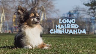 Everything You Need to Know about Long Hair Chihuahuas [upl. by Jolynn316]