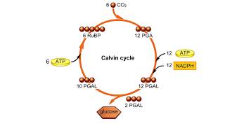 Calvin Cycle Explained [upl. by Nilla]