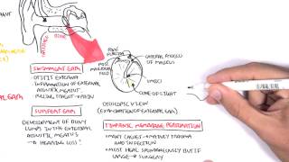 Anatomy  Middle Ear [upl. by Drauode]