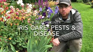 Iris Care Pests and Disease [upl. by Noemad38]