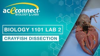 Biology Lab  Crayfish Dissection [upl. by Venetis]