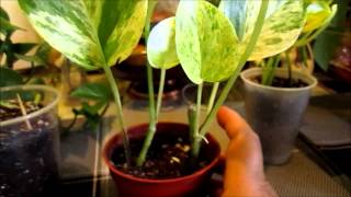 Rooting Pothos plant [upl. by Wilde]