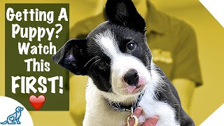 Puppy First Day Home Tips  Professional Dog Training Tips [upl. by Berrie]