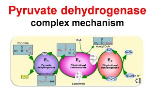 Pyruvate dehydrogenase complex mechanism [upl. by Buff389]