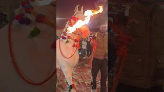 Horse Dance horse marwadidjsong rajasthanidj song dance [upl. by Cullin]