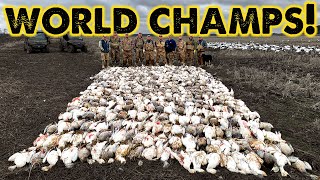 Snow Goose WORLD CHAMPS  473 Geese Killed [upl. by Welsh953]