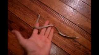 Magic Rope Trick tutorial [upl. by Janeta]