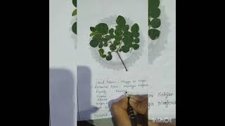 How to make a herbarium filepractical work [upl. by Bradski]