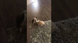 Adorable teacup chihuahua babies playing [upl. by Naryb]