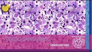 T2C14E2 Sangre Hematopoyesis [upl. by Eihctir]