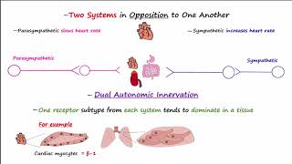 Autonomic Nervous System [upl. by Cheadle]