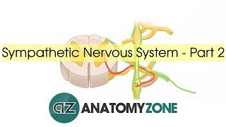 Sympathetic Nervous System Anatomy  Part 2 [upl. by Benenson]