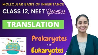 Translation  Class 12  Molecular Basis of Inheritance [upl. by Townsend555]