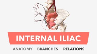 Ilioinguinal Approach According to the Letournel [upl. by Artemis]