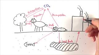 A2 Biology  Carbon cycle OCR A Chapter 233 [upl. by Annhej957]