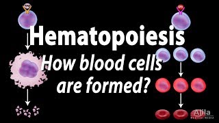 Hematopoiesis  Formation of Blood Cells Animation [upl. by Enyedy880]