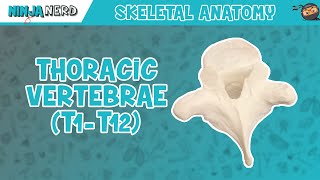 Thoracic Vertebrae T1T12 Anatomy [upl. by Hsenid289]