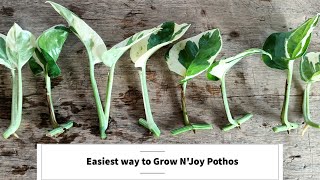 How to Grow NJoy Pothos  Easiest Way to propagate NJoy Pothos from cuttings [upl. by Eissel]