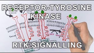 Receptor Tyrosine Kinase  RTK Signalling [upl. by Araed]