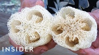 How Luffa Sponges Are Made [upl. by Alleda]