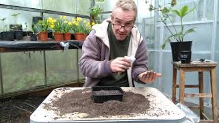 How to grow calendula pot marigolds from seed [upl. by Gniw]