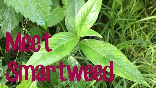 Meet Smartweed and how to tell the difference between it and Commelina [upl. by Goddard]