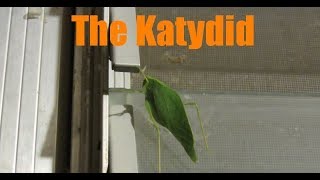 Katydid Facts and Footage  Tettigoniidae [upl. by Ajuna814]