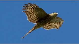 Sparrowhawk Bird Call Bird Song [upl. by Llenrad746]