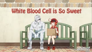 Hataraku Saibou Episode 8 White Blood Cell is So Sweet [upl. by Akiemaj395]