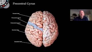 The Cerebrum [upl. by Airamasor]