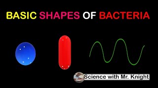 Basic Shapes of Bacteria [upl. by Roskes]