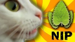 Cat Nip Trip [upl. by Esydnac]