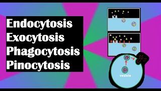 Endocytosis exocytosis phagocytosis and pinocytosis explained [upl. by Auqinu335]