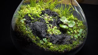 The Carnivorous Sundew Terrarium [upl. by Ardisi910]