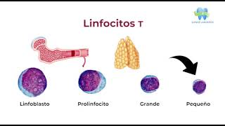 Granulopoyesis Linfopoyesis y Eritropoyesis [upl. by Syned]