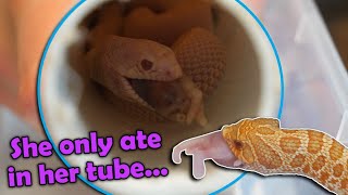 Feeding Baby Snakes their First Meals [upl. by Lizette528]