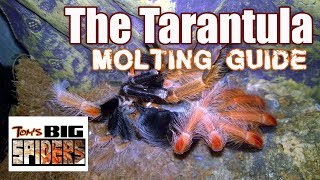 Tarantula Molting Guide  Signs of Premolt [upl. by Boorer350]