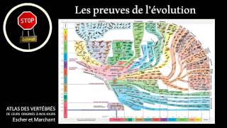 Les preuves de lévolution en 7 minutes [upl. by Aneerhs]