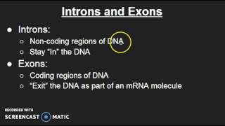 Introns and Exons [upl. by Allveta]