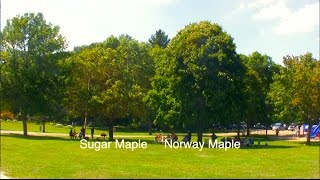 How to Tell Sugar amp Norway Maple Apart [upl. by Aenyl351]