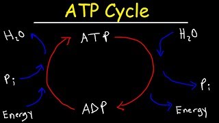 ATP Cycle [upl. by Nomla]