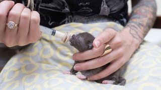 How to Syringe Feed a Newborn Kitten [upl. by Koralle]