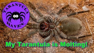 My Tarantula is MoltingWhat to Expect [upl. by Koeppel]